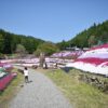 おおがや芝桜公園「芝桜まつり」|イベント|岡山観光WEB【公式】- 岡山県の観光・旅